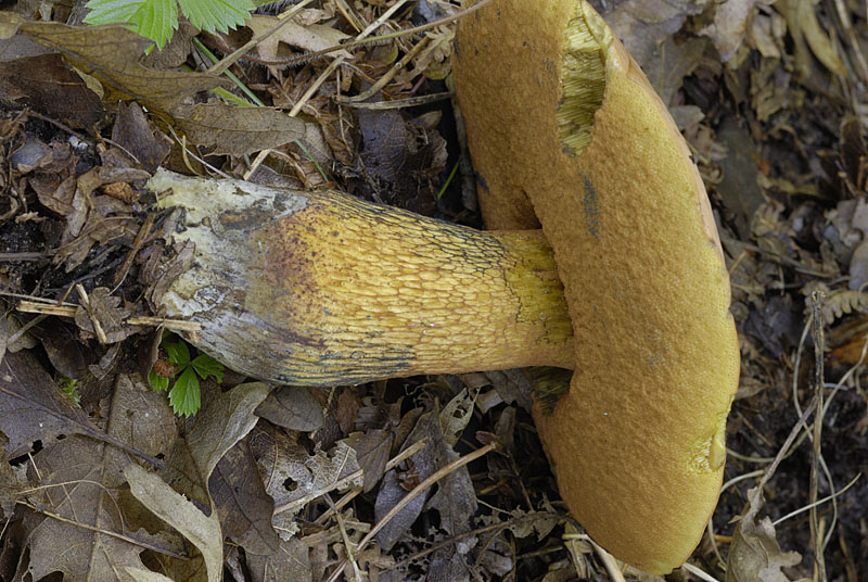 Suillellus luridus